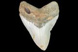 Fossil Megalodon Tooth - North Carolina #101439-1